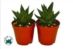 Haworthia Limifolia Yılan Sukulent Dönerli Yapılı Özel Tür