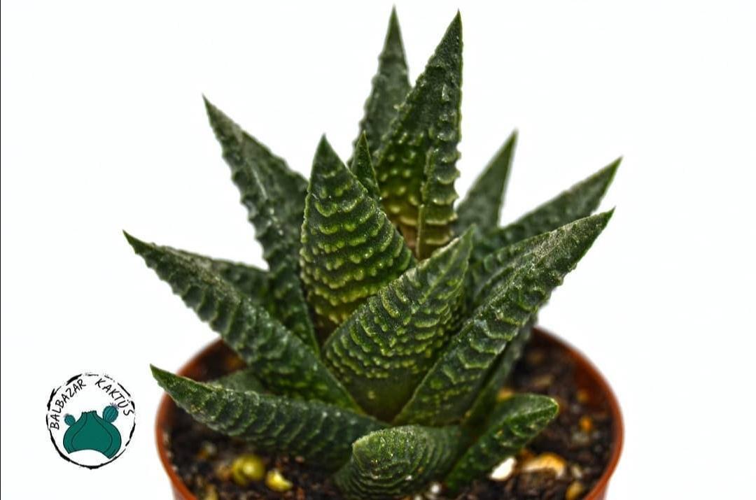 Haworthia Limifolia Yılan Sukulent Dönerli Yapılı Özel Tür