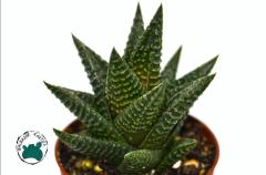 Haworthia Limifolia Yılan Sukulent Dönerli Yapılı Özel Tür