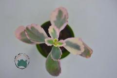 Kalanchoe Fedtschenkoi Variegata Pembe Beyaz Yapraklı Sukulent