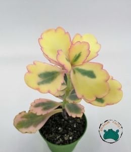 Kalanchoe Fedtschenkoi Variegata Pembe Beyaz Yapraklı Sukulent