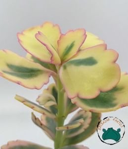 Kalanchoe Fedtschenkoi Variegata Pembe Beyaz Yapraklı Sukulent