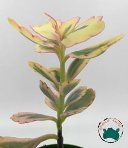 Kalanchoe Fedtschenkoi Variegata Pembe Beyaz Yapraklı Sukulent