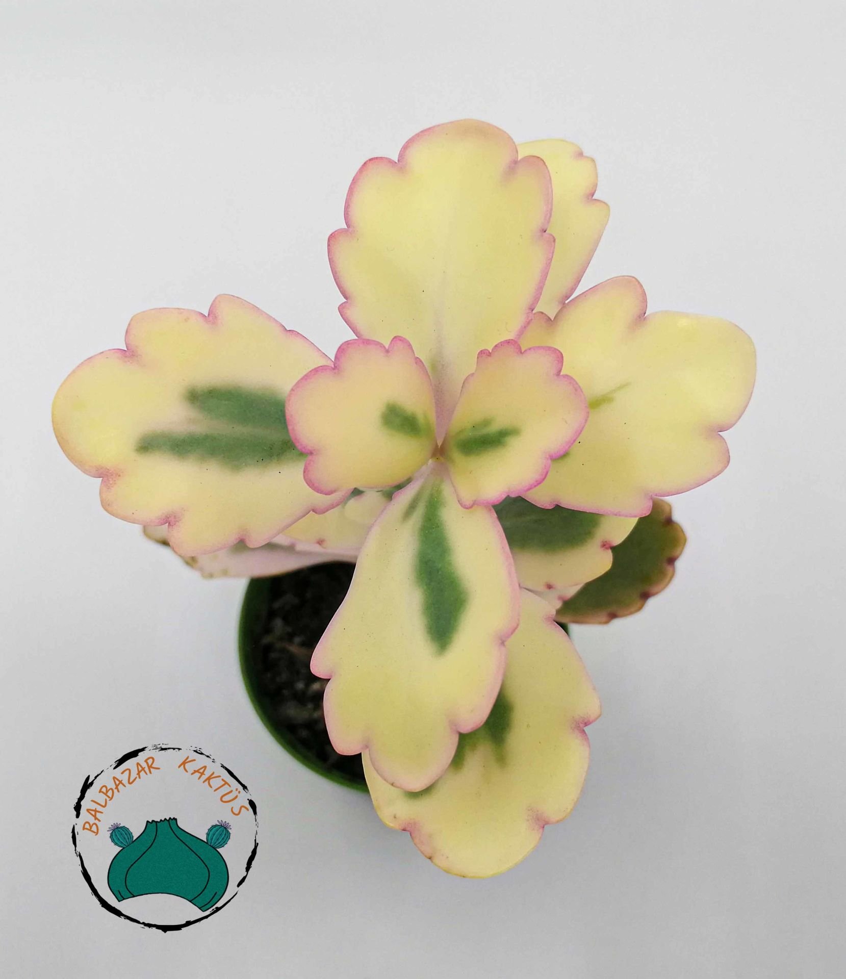 Kalanchoe Fedtschenkoi Variegata Pembe Beyaz Yapraklı Sukulent
