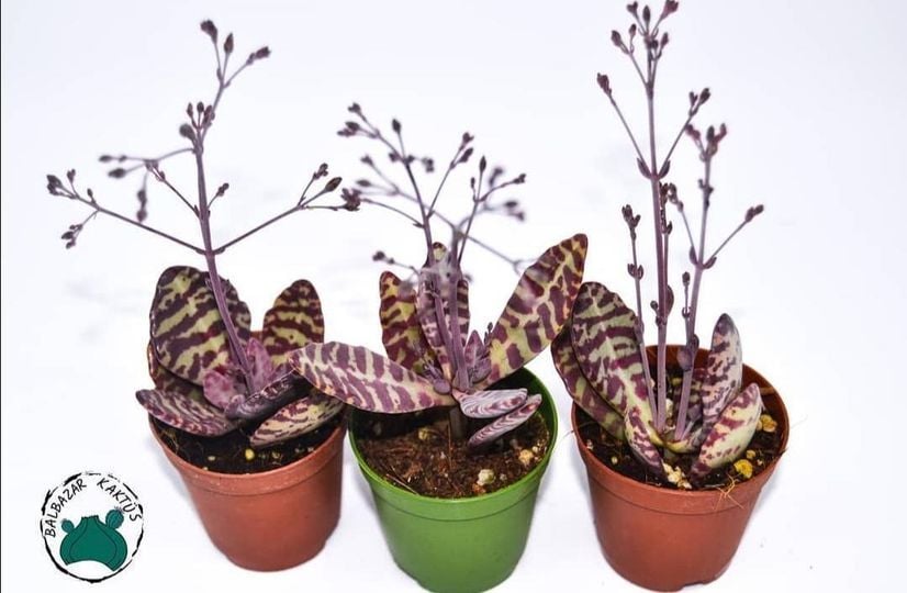 Kalanchoe Humilis Leopar Sukulent 5.5CM'lik Saksı