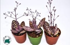 Kalanchoe Humilis Leopar Sukulent 5.5CM'lik Saksı