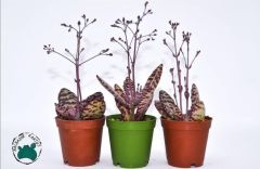 Kalanchoe Humilis Leopar Sukulent 5.5CM'lik Saksı