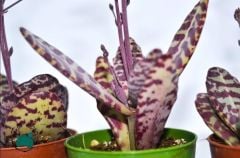 Kalanchoe Humilis Leopar Sukulent 5.5CM'lik Saksı