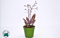 Kalanchoe Humilis Leopar Sukulent 5.5CM'lik Saksı