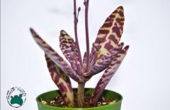 Kalanchoe Humilis Leopar Sukulent 5.5CM'lik Saksı