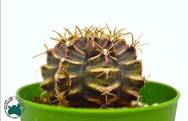 Gymnocalycium Mihanovichii Kaktüs