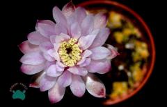 Gymnocalycium Mihanovichii Kaktüs