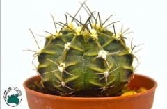 Gymnocalycium Mihanovichii Kaktüs