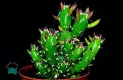Opuntia Subulata Kaktüs