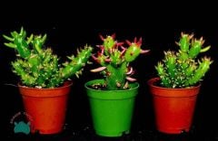 Opuntia Subulata Kaktüs