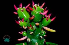 Opuntia Subulata Kaktüs