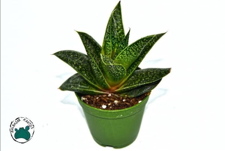 Gasteria Flow Sukulent