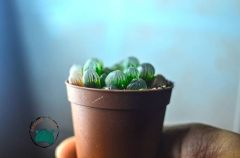 Haworthia Cooperi Sukulent - Jel Haworthia Sukulent