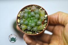 Haworthia Cooperi Sukulent - Jel Haworthia Sukulent