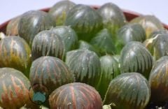 Haworthia Cooperi Sukulent - Jel Haworthia Sukulent