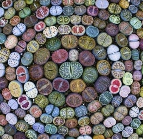 Lithops - Yaşayan Taş - Yaşayan Kaya - Taş Kaktüs