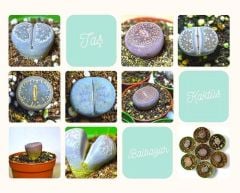 Lithops - Yaşayan Taş - Yaşayan Kaya - Taş Kaktüs