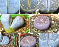 Lithops - Yaşayan Taş - Yaşayan Kaya - Taş Kaktüs