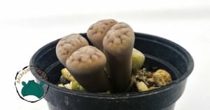 Lithops - Yaşayan Taş - Yaşayan Kaya - Taş Kaktüs
