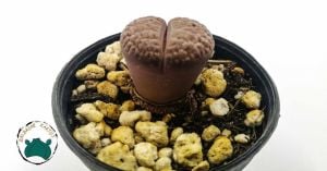 Lithops - Yaşayan Taş - Yaşayan Kaya - Taş Kaktüs