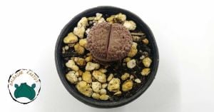 Lithops - Yaşayan Taş - Yaşayan Kaya - Taş Kaktüs