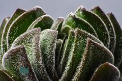 Crassula Buddha's Temple Sukulent Buda Tapınağı Sukulent