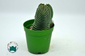 Crassula Buddha's Temple Sukulent Buda Tapınağı Sukulent