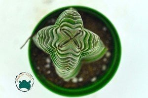 Crassula Buddha's Temple Sukulent Buda Tapınağı Sukulent