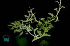Senecio Peregrinus- String of Dolphins-Yunus Kolyesi Sukulenti