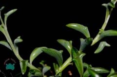 Senecio Peregrinus- String of Dolphins-Yunus Kolyesi Sukulenti