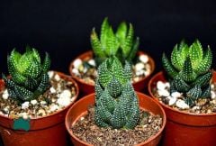Haworthia Reinwardtii Sukulent - Puantiyeli Sukulent