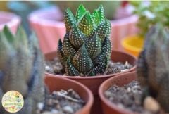 Haworthia Reinwardtii Sukulent - Puantiyeli Sukulent
