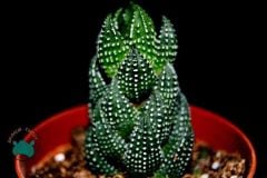 Haworthia Reinwardtii Sukulent - Puantiyeli Sukulent