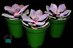 Echeveria Perle Von Nurnberg Sukulent - Güneşte Pembe Tonları Artar