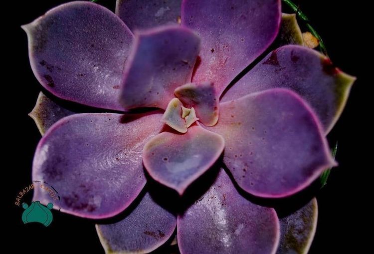 Echeveria Perle Von Nurnberg Sukulent - Güneşte Pembe Tonları Artar