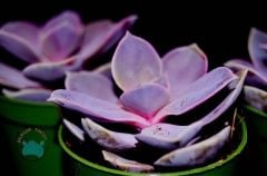 Echeveria Perle Von Nurnberg Sukulent - Güneşte Pembe Tonları Artar