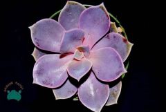 Echeveria Perle Von Nurnberg Sukulent - Güneşte Pembe Tonları Artar