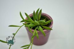 Senecio Radicans- Sarkaç Sukulent-Muz Sukulenti-String of Banana