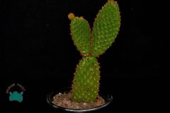 Opuntia Microdasys Rufida - Kırmızı Tavşan Kulağı Kaktüs (8,5cmlik saksıda)