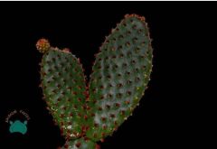 Opuntia Microdasys Rufida - Kırmızı Tavşan Kulağı Kaktüs (8,5cmlik saksıda)