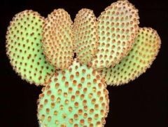 Opuntia Microdasys Rufida - Kırmızı Tavşan Kulağı Kaktüs (8,5cmlik saksıda)