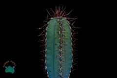 Cereus Forbesii Peruvianus (+20cm) Mavi Sütun Kaktüs (10.5cmlik saksıda)