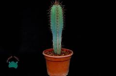 Cereus Forbesii Peruvianus (+20cm) Mavi Sütun Kaktüs (10.5cmlik saksıda)
