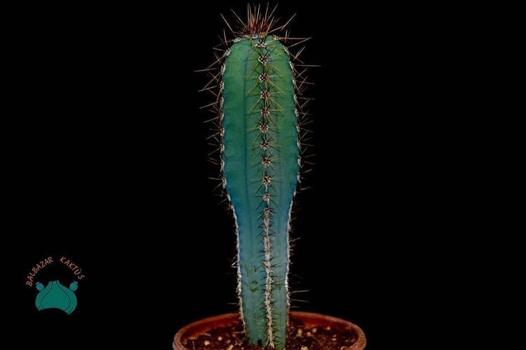Cereus Forbesii Peruvianus (+20cm) Mavi Sütun Kaktüs (10.5cmlik saksıda)