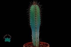 Cereus Forbesii Peruvianus (+20cm) Mavi Sütun Kaktüs (10.5cmlik saksıda)